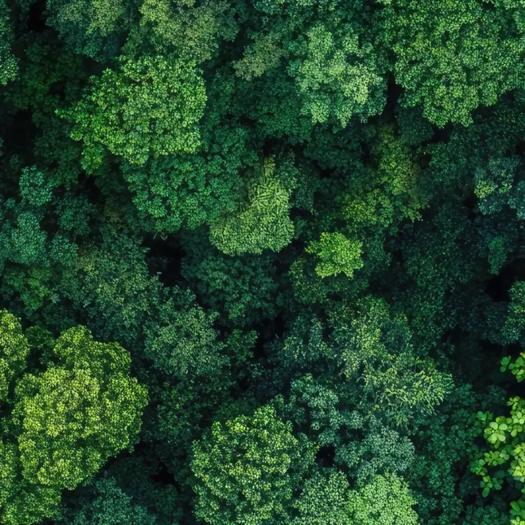 forest WRI use dino DINOv3